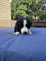 Lottie, a female Shepadoodle for sale in Blakeslee, PA – 2 of 2