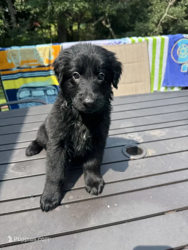 Molly – German Shepherd Dog, Shepadoodle puppy for sale in Blakeslee, PA