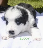 Buddy, a male German Shepherd Dog for sale in Blakeslee, PA – 3 of 3