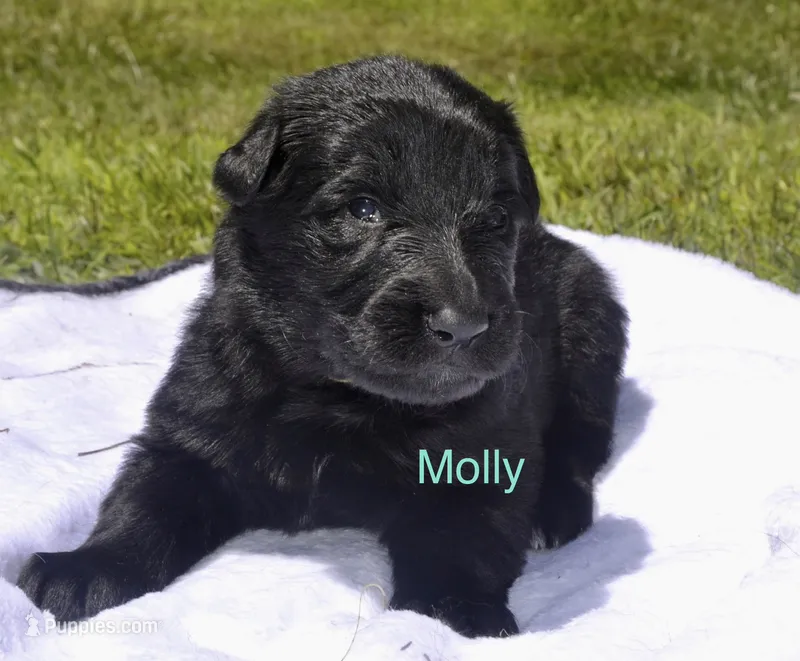 Molly – German Shepherd Dog puppy for sale in Blakeslee, PA