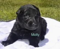 Molly, a female German Shepherd Dog for sale in Blakeslee, PA – 1 of 3