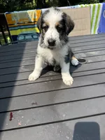 Rooster, a male German Shepherd Dog and Shepadoodle for sale in Blakeslee, PA – 1 of 5