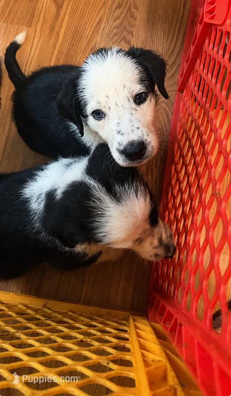 Iceman  – Shepadoodle puppy for sale in Blakeslee, PA