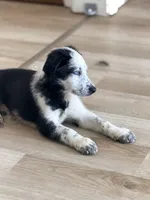 Iceman , a male Shepadoodle for sale in Blakeslee, PA – 4 of 8