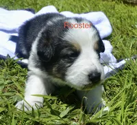 Rooster, a male German Shepherd Dog for sale in Blakeslee, PA – 3 of 3