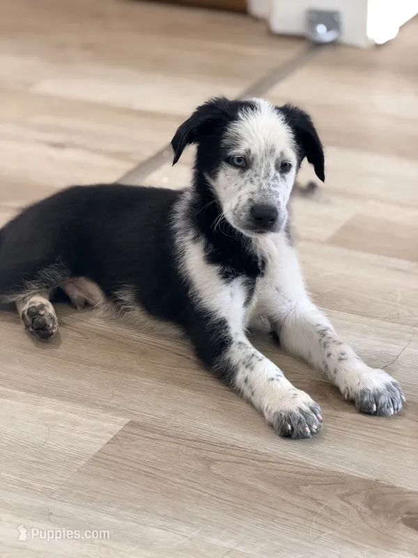 Iceman  – Shepadoodle puppy for sale in Blakeslee, PA