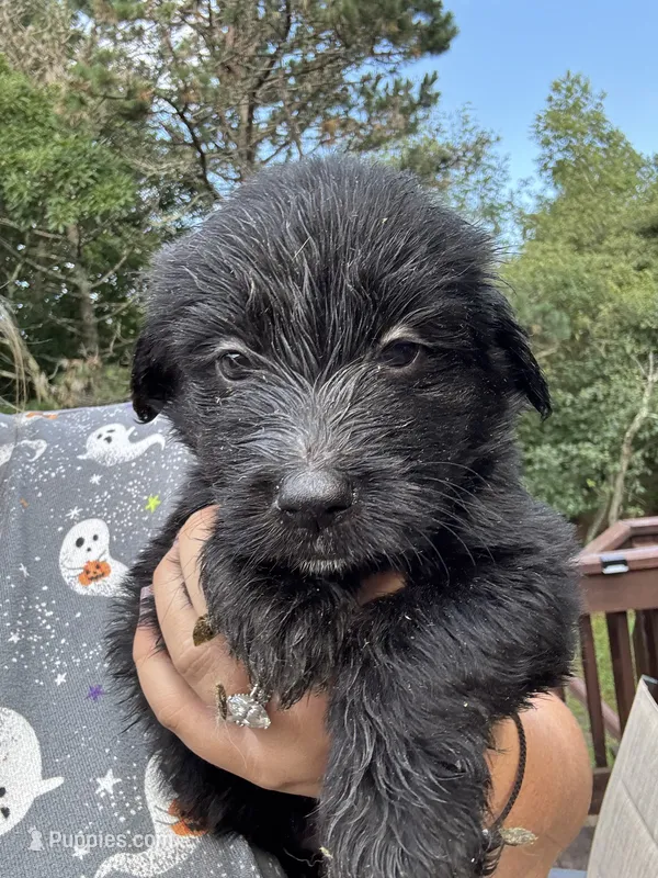 Polly – Shepadoodle puppy for sale in Blakeslee, PA