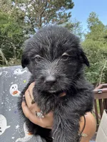 Polly, a female Shepadoodle for sale in Blakeslee, PA – 1 of 2