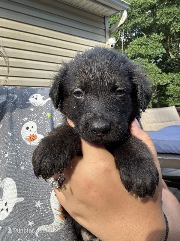 Phoenix – Shepadoodle puppy for sale in Blakeslee, PA