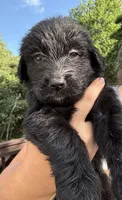 Ember, a female Shepadoodle for sale in Blakeslee, PA – 2 of 2