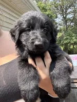 Molly, a female German Shepherd Dog and Shepadoodle for sale in Blakeslee, PA – 2 of 5