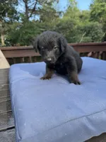 Phoenix, a male Shepadoodle for sale in Blakeslee, PA – 2 of 2