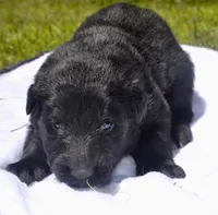 Molly, a female German Shepherd Dog for sale in Blakeslee, PA – 3 of 3