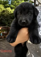 Dakota , a male Shepadoodle for sale in Blakeslee, PA – 1 of 2