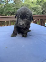 Polly, a female Shepadoodle for sale in Blakeslee, PA – 2 of 2