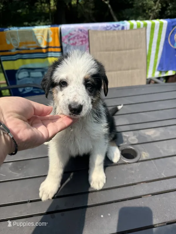 Junie – German Shepherd Dog, Shepadoodle puppy for sale in Blakeslee, PA