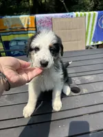 Junie, a female German Shepherd Dog and Shepadoodle for sale in Blakeslee, PA – 1 of 5