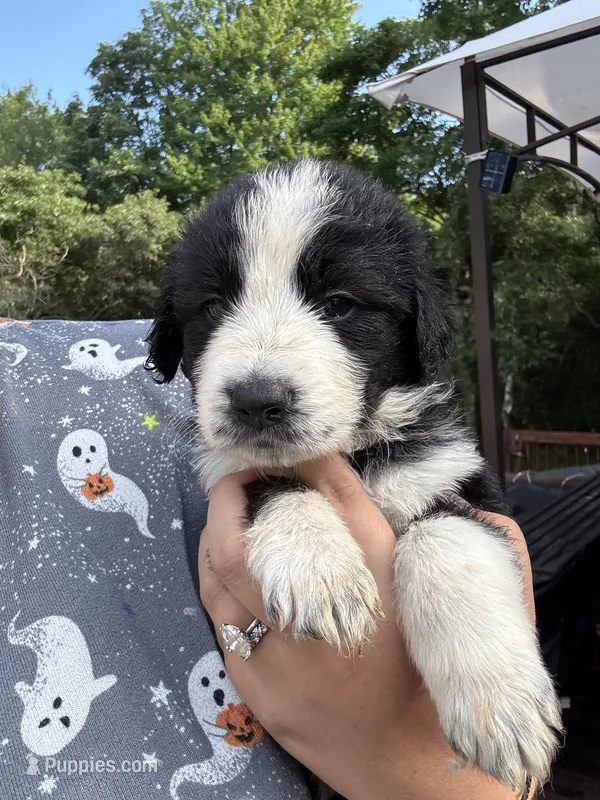 Lottie – Shepadoodle puppy for sale in Blakeslee, PA