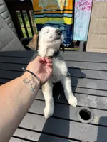 Dove, a female German Shepherd Dog and Shepadoodle for sale in Blakeslee, PA – 2 of 6