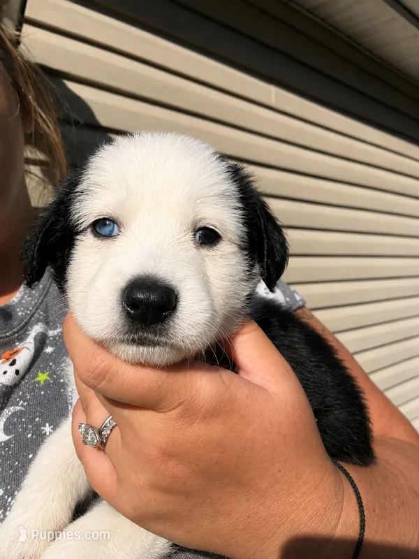 Iceman  – Shepadoodle puppy for sale in Blakeslee, PA