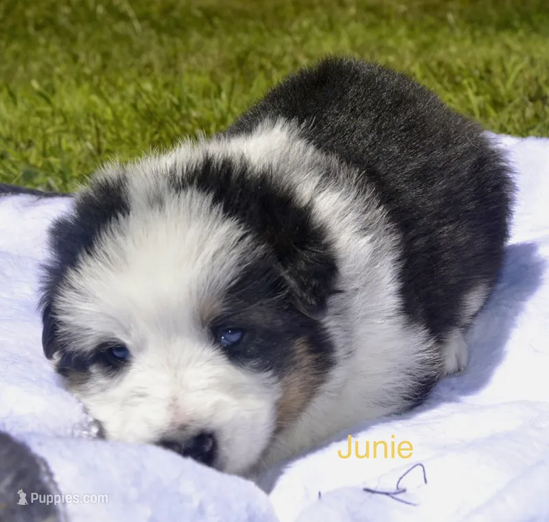 Junie – German Shepherd Dog puppy for sale in Blakeslee, PA