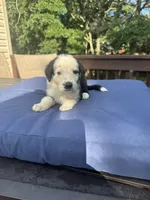 Indy , a female Shepadoodle for sale in Blakeslee, PA – 2 of 2