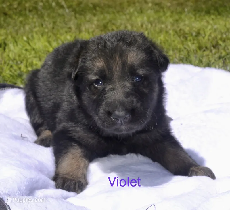 Violet  – German Shepherd Dog puppy for sale in Blakeslee, PA