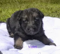 Violet , a female German Shepherd Dog for sale in Blakeslee, PA – 1 of 2