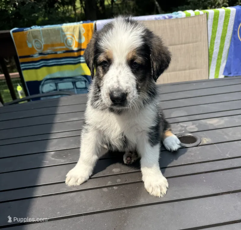 Rooster – German Shepherd Dog, Shepadoodle puppy for sale in Blakeslee, PA