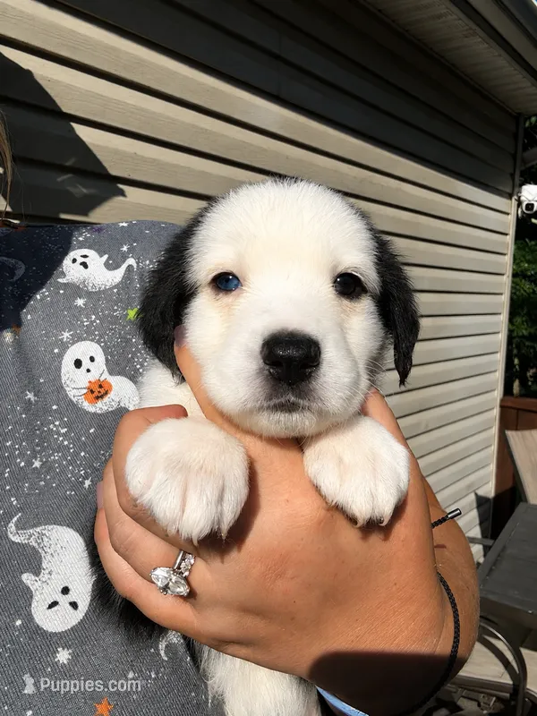 Indy  – Shepadoodle puppy for sale in Blakeslee, PA