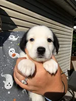 Indy , a female Shepadoodle for sale in Blakeslee, PA – 1 of 2