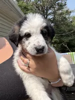 Junie, a female German Shepherd Dog and Shepadoodle for sale in Blakeslee, PA – 2 of 5