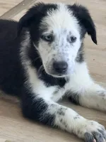 Iceman , a male Shepadoodle for sale in Blakeslee, PA – 2 of 8