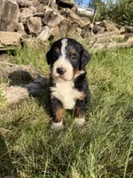 Juniper, a female Bernedoodle for sale in Pekin, IL – 2 of 4
