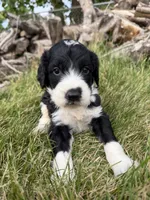 Briggs, a male English Springer Spaniel and Poodle - Standard  for sale in Pekin, IL – 4 of 6