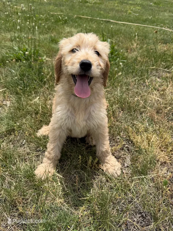 Goldie – Goldendoodle puppy for sale in Pekin, IL