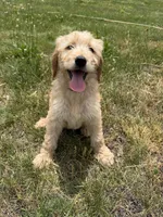 Goldie, a female Goldendoodle for sale in Pekin, IL – 1 of 8