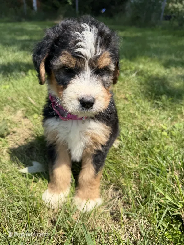 Sterling – Bernedoodle puppy for sale in Pekin, IL