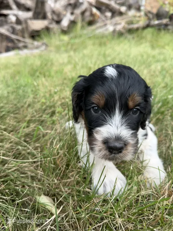 Stella – English Springer Spaniel, Poodle - Standard  puppy for sale in Pekin, IL