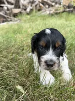Stella, a female English Springer Spaniel and Poodle - Standard  for sale in Pekin, IL – 1 of 4