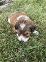 Zoey, a female English Springer Spaniel and Poodle - Standard  for sale in Pekin, IL – 9 of 10