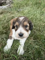 Zoey, a female English Springer Spaniel and Poodle - Standard  for sale in Pekin, IL – 2 of 10
