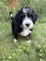 Juniper, a female Bernedoodle for sale in Pekin, IL – 5 of 10