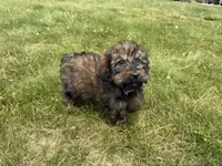 Meadow , a female Goldendoodle for sale in Pekin, IL – 3 of 7