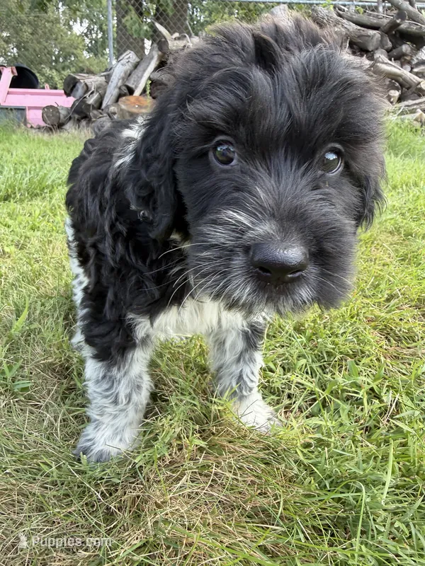Beau – English Springer Spaniel, Poodle - Standard  puppy for sale in Pekin, IL