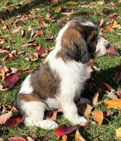 Pearl - microchip # 7194, a female English Springer Spaniel and Poodle - Standard  for sale in Pekin, IL – 5 of 8