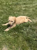 Goldie, a female Goldendoodle for sale in Pekin, IL – 7 of 8