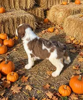 Marnie, a female English Springer Spaniel and Poodle - Standard  for sale in Pekin, IL – 3 of 6