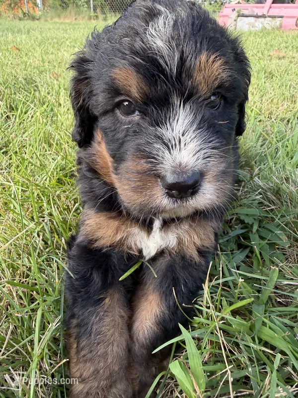 Stella  – Bernedoodle puppy for sale in Pekin, IL