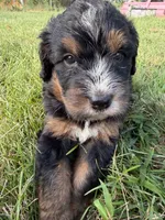 Sophie , a female Bernedoodle for sale in Pekin, IL – 1 of 7